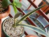 Agave variegata b&#.jpg