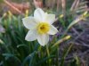 Narcissus tazeta &.jpg