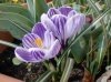 Crocus_Striati_64&#.jpg