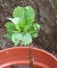 TALEA ORTENSIA 002..jpg