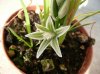 Ornithogalum sip&#1.jpg