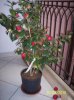 Camelia da identificare 022.jpg