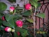 Camelia da identificare 002.jpg