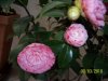 Camelia Bonomiana identificazione 019.jpg