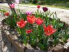 IMGP0392..jpg