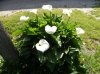 IMGP0420..jpg