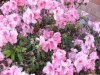 AZALEA KO (2)..jpg