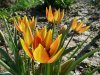 Tulipa orphanide&#97.jpg