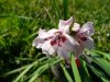 Gladiolus carneu&#115.jpg