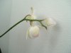 DSCF2603..jpg