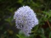 ceanothus-1.jpg