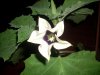 Datura discolor.jpg