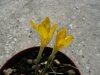 Sternbergia sicula var.sicula1.jpg