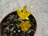 Sternbergia sicula var. sicula.jpg