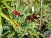 Alstroemeria psittacina.jpg