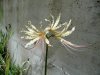 Lycoris sp..jpg