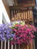 valle di braies agosto 2010 192.jpg