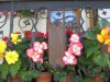 valle di braies agosto 2010 027.jpg