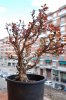 DSC_0426.jpg
