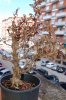 DSC_0427.jpg