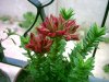 Crassula coccinea 18-6.05.jpg