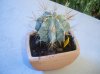 Astrophytum Niveum (1).jpg