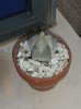 Astrophytum Myriostigma Lemaire.jpg