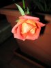 rosa arancione fiore 2.jpg