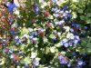 SAM_0206a.jpg