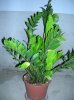 8 - Zamioculcas - 10-09-2010.jpg