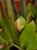 Zamioculcas forum.jpg