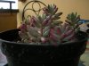 DSCN6919.jpg