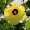 Hibiscus-tiliaceus-1.jpg