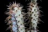 007Opuntia_aciculata_©M.S.2013 (Medium).JPG