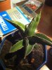 IMG_0091.JPG IMG_0091.JPG