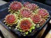 Sempervivum.jpg