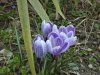 crocus 3.jpg