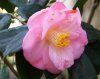 Fiori_054camelia.jpg