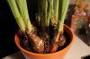 Optimized-IMG_3116.jpg Optimized-IMG_3116.jpg