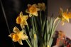 Optimized-IMG_3117.jpg Optimized-IMG_3117.jpg