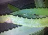 aloe1.jpg