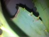 aloe3.jpg