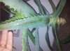 aloe4.jpg