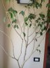 ficus001.jpg ficus001.jpg