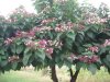 clerodendron trichotomum.jpg
