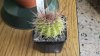 DSCF7157.jpg