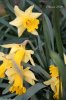 20140318_Daffodils01.jpg