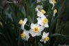 20140318_Daffodils02.jpg