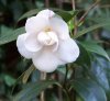 Fiori_068-camelia.jpg