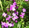 Fiori_070phlox.jpg